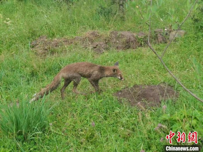 青?；ブ骄戎鷩叶壉Ｗo野生動物赤狐