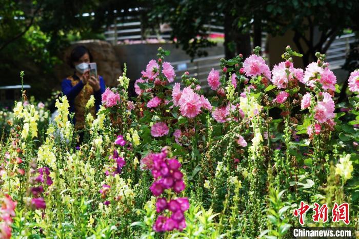 圖為市民在西寧園林植物園內賞花拍照。　馬銘言 攝