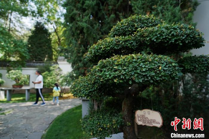 圖為在西寧園林植物園內，造型奇特的盆景吸引市民。　馬銘言 攝