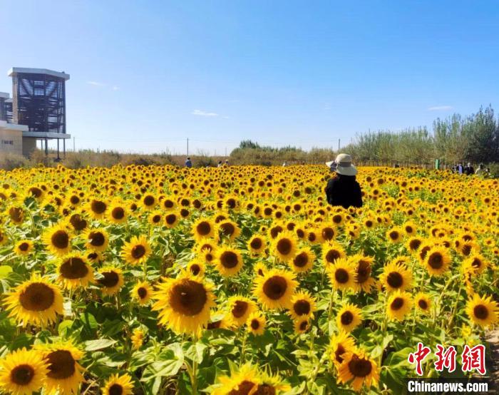 圖為格爾木境內(nèi)的向日葵花海?！「駹柲救诿襟w中心供圖