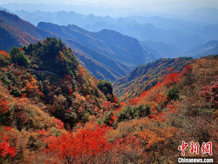 巴山大峽谷漫天紅葉?！埰?攝