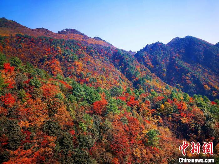 巴山大峽谷漫天紅葉?！埰?攝