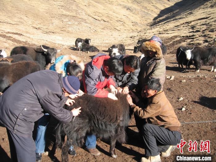 資料圖為研究團(tuán)隊(duì)在青南高原地區(qū)開展了牦牛寄生蟲病流行病學(xué)和防治技術(shù)研究?！?青海省畜牧獸醫(yī)科學(xué)院供圖