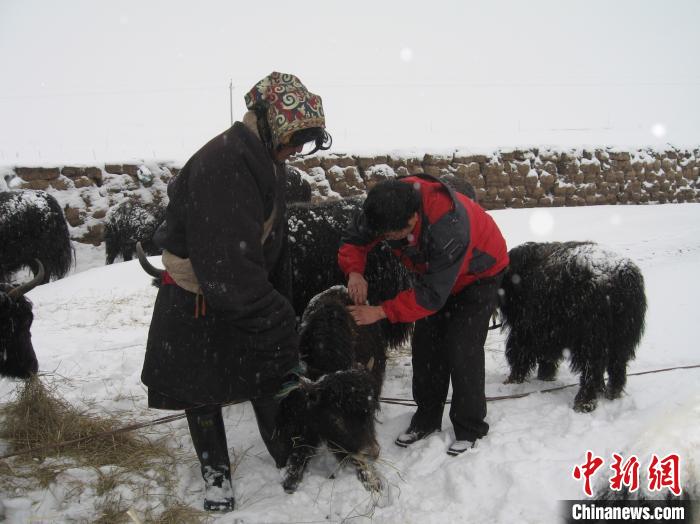 資料圖為研究團(tuán)隊(duì)在達(dá)日縣檢查牛背部皮蠅幼蟲感染情況?！?青海省畜牧獸醫(yī)科學(xué)院供圖