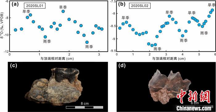 本次研究中的犀牛牙齒化石及氧同位素特征?！≈锌圃呵嗖馗咴?供圖