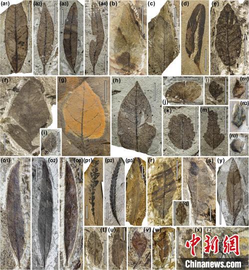 中始新世熱魯化石植物群(4500萬–4000萬年前)?！≈锌圃呵嗖馗咴?供圖