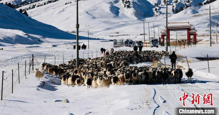 圖為村民在雪地上放牧?！《继m縣融媒體中心供圖