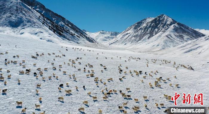 圖為羊群在雪地里覓食?！《继m縣融媒體中心供圖