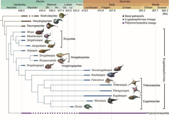 盔甲魚類的系統(tǒng)發(fā)育關(guān)系及地史分布?！≈锌圃汗偶棺邓?供圖