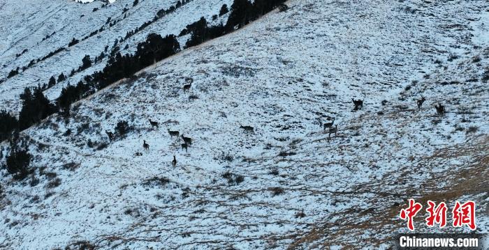 圖為巖羊和馬鹿集體在雪地里休憩?！《继m縣融媒體中心 供圖