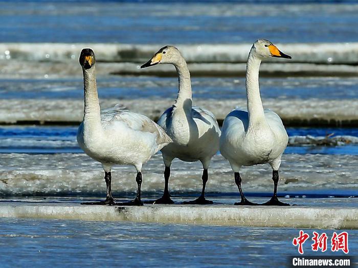 圖為三只天鵝在湖面上曬太陽。　何啟金 攝