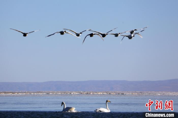 圖為大天鵝在青海湖上空飛翔?！●R怡睿 攝