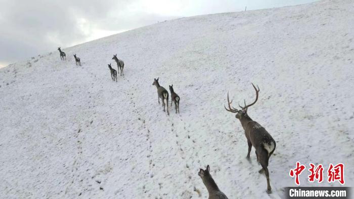 圖為馬鹿群在雪地里行走?！〔湃?攝