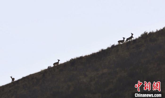 圖為狍鹿在山坡上漫步。　才項(xiàng)南加 攝