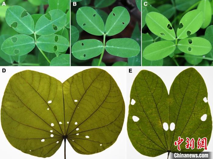 圖為現(xiàn)生植物葉片在夜晚合攏后被咬出的“蟲眼” 云南大學古生物研究院供圖