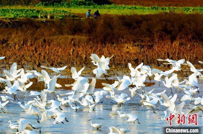 成都白鷺灣濕地公園?！“討?攝