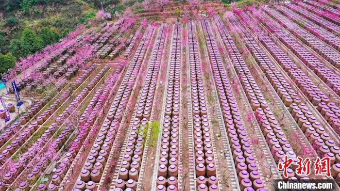 灼灼桃花惹人醉?！㈡?攝