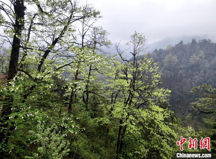 珙桐花朵潔白素雅，與青山雨霧融為一體?！螚?攝