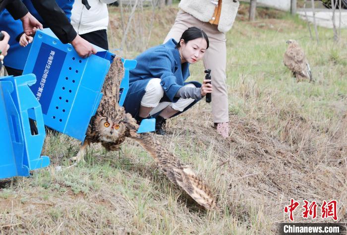 圖為西寧野生動(dòng)物園救護(hù)的雕鸮在西寧市放歸大自然?！●R銘言 攝