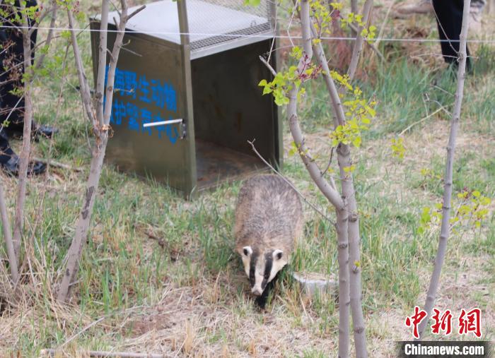 圖為西寧野生動(dòng)物園救護(hù)的狗獾在西寧市放歸大自然。　馬銘言 攝