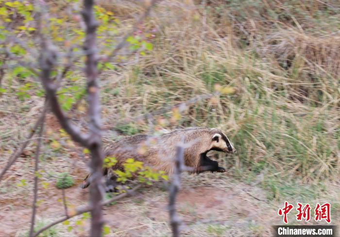 圖為西寧野生動(dòng)物園救護(hù)的狗獾在西寧市放歸大自然。　馬銘言 攝