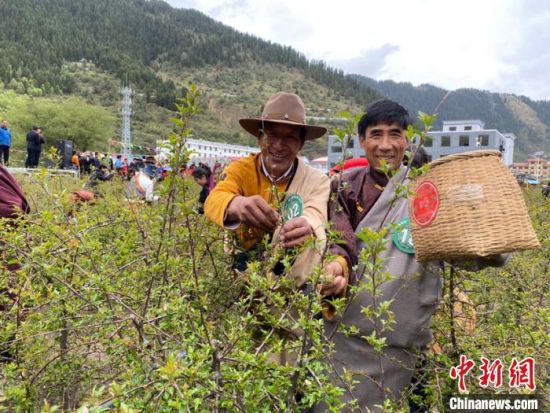 圖為當(dāng)?shù)剞r(nóng)牧民進(jìn)行藏雪茶采摘比賽。　王劍輝 攝