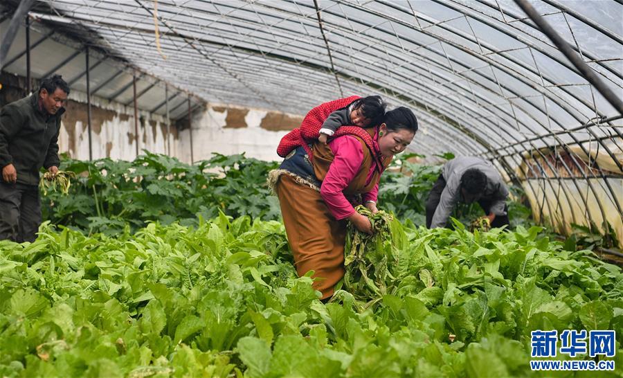 （脫貧攻堅）（1）藏東脫貧影像：溫室大棚助脫貧