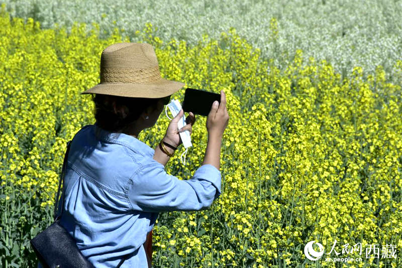 大片油菜花吸引游客到來。人民網 李海霞攝