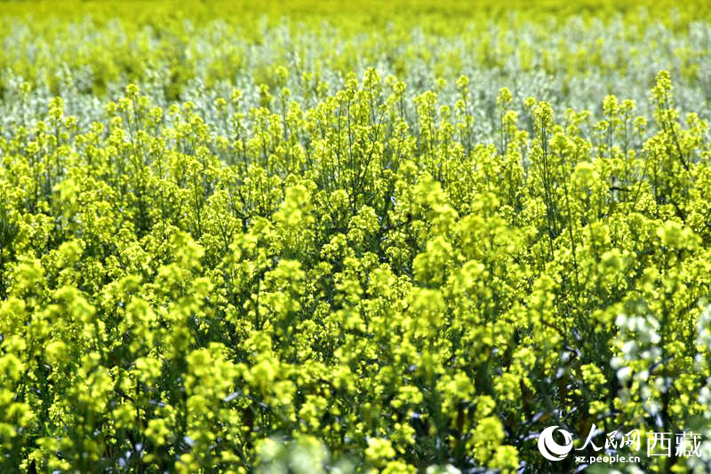 盛開的小油菜花。人民網 李海霞攝