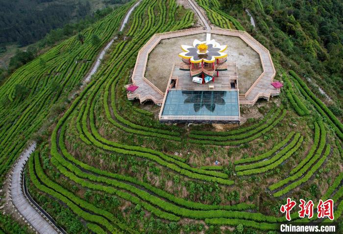 圖為西藏林芝市墨脫縣背崩鄉(xiāng)格林村山頂?shù)木坝^茶園。(無人機照片) 李林 攝