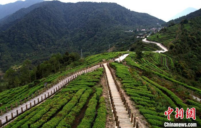 圖為西藏林芝市墨脫縣背崩鄉(xiāng)格林村山頂?shù)木坝^茶園。(無人機照片) 李林 攝