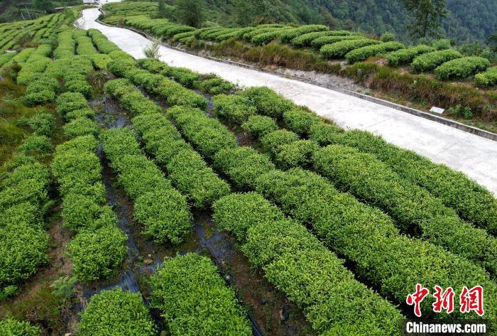 圖為西藏林芝市墨脫縣背崩鄉(xiāng)格林村山頂?shù)木坝^茶園。(無人機照片) 李林 攝