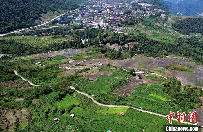 圖為西藏林芝市墨脫縣城附近的茶田。(無人機照片) 李林 攝