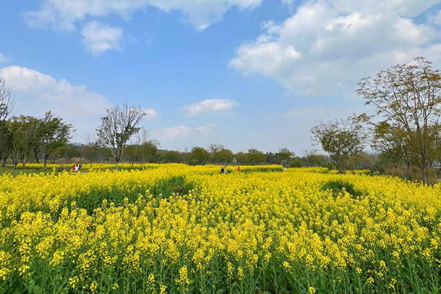 每到油菜花季，就有市民相約到重慶廣陽島上踏青賞花。鄒樂攝