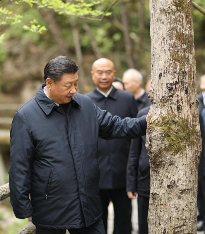 2020年4月20日，中共中央總書記、國(guó)家主席、中央軍委主席習(xí)近平在陜西考察調(diào)研。這是習(xí)近平在位于商洛市柞水縣的秦嶺牛背梁國(guó)家級(jí)自然保護(hù)區(qū)，考察秦嶺生態(tài)保護(hù)情況。 新華社記者 鞠鵬 攝