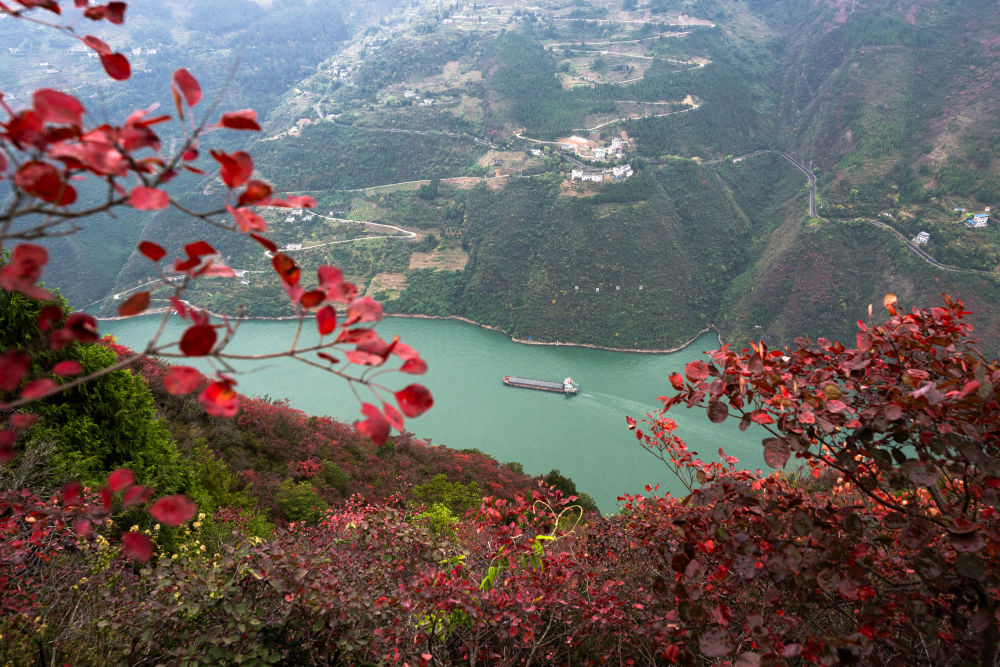 船舶行駛在紅葉掩映下的長江三峽重慶市巫山縣水域（2023年11月30日攝）。新華社記者 肖藝九 攝