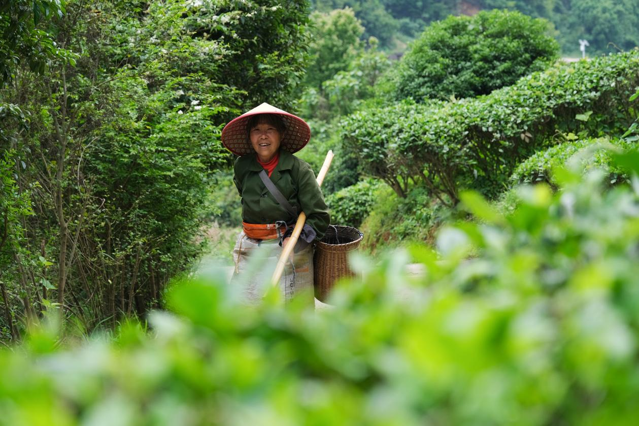 2024年4月24日，湖南省衡陽市耒陽市龍?zhí)伶?zhèn)江頭貢茶葉種植專業(yè)合作社，村民在茶山采摘茶葉，實(shí)現(xiàn)了家門口就業(yè)。