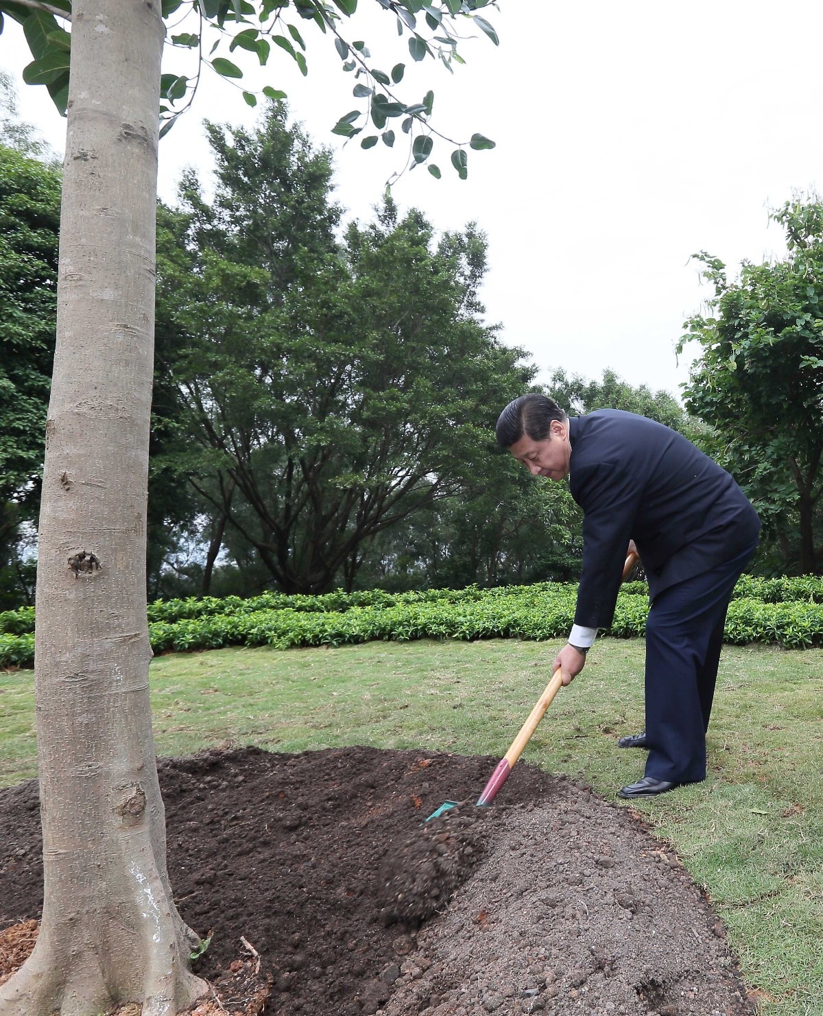 2012年12月8日，習(xí)近平在深圳蓮花山公園種下一棵高山榕樹。