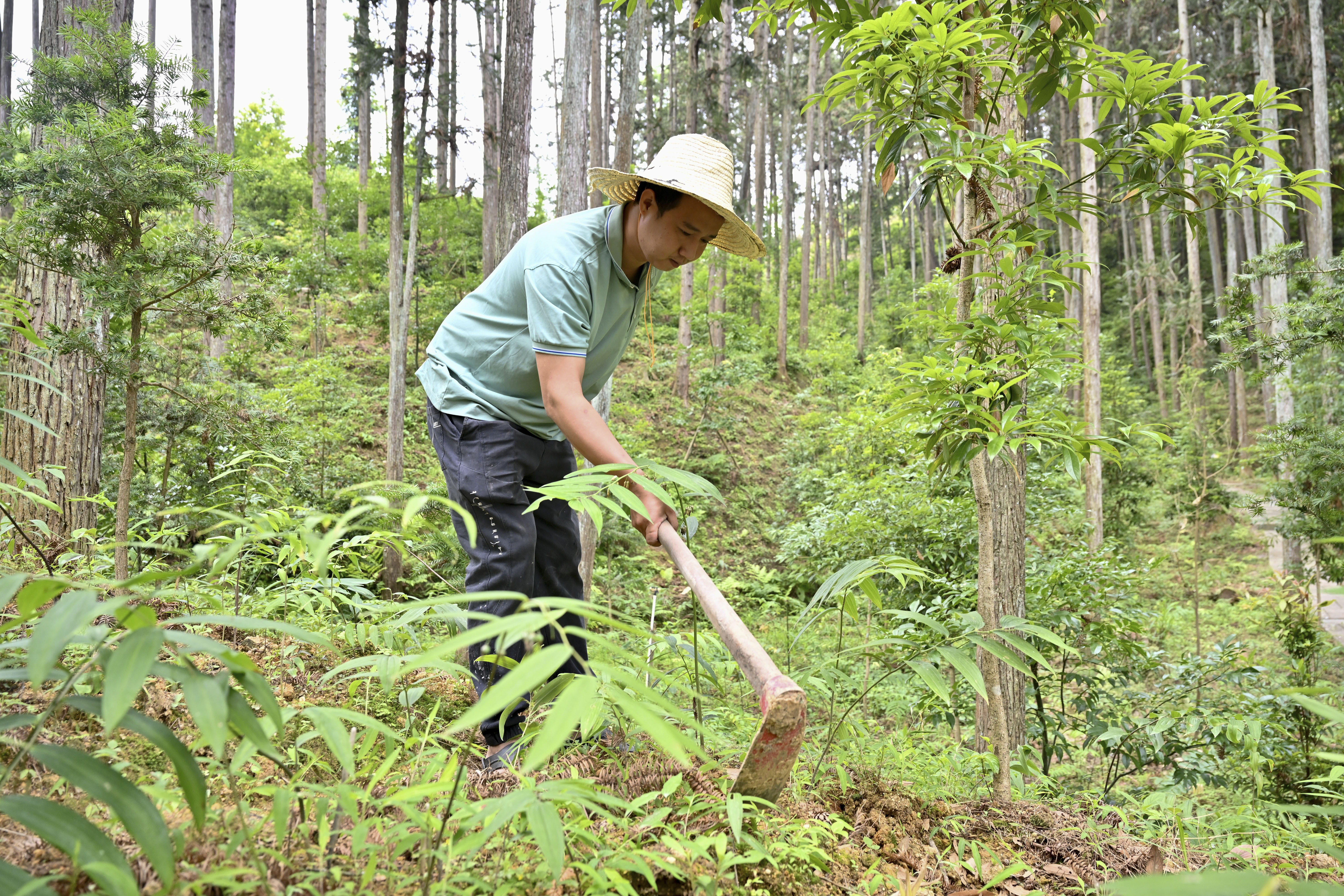 2024年5月9日，福建省三明市馬巖林下經濟種植示范基地工人在管理林下種植的多花黃精。