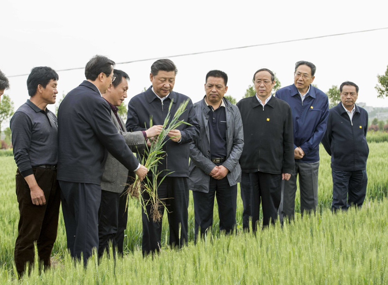 2016年4月25日下午，習(xí)近平在安徽滁州市鳳陽縣小崗村察看小麥長(zhǎng)勢(shì)。左一為種糧大戶程夕兵。新華社記者 李學(xué)仁 攝