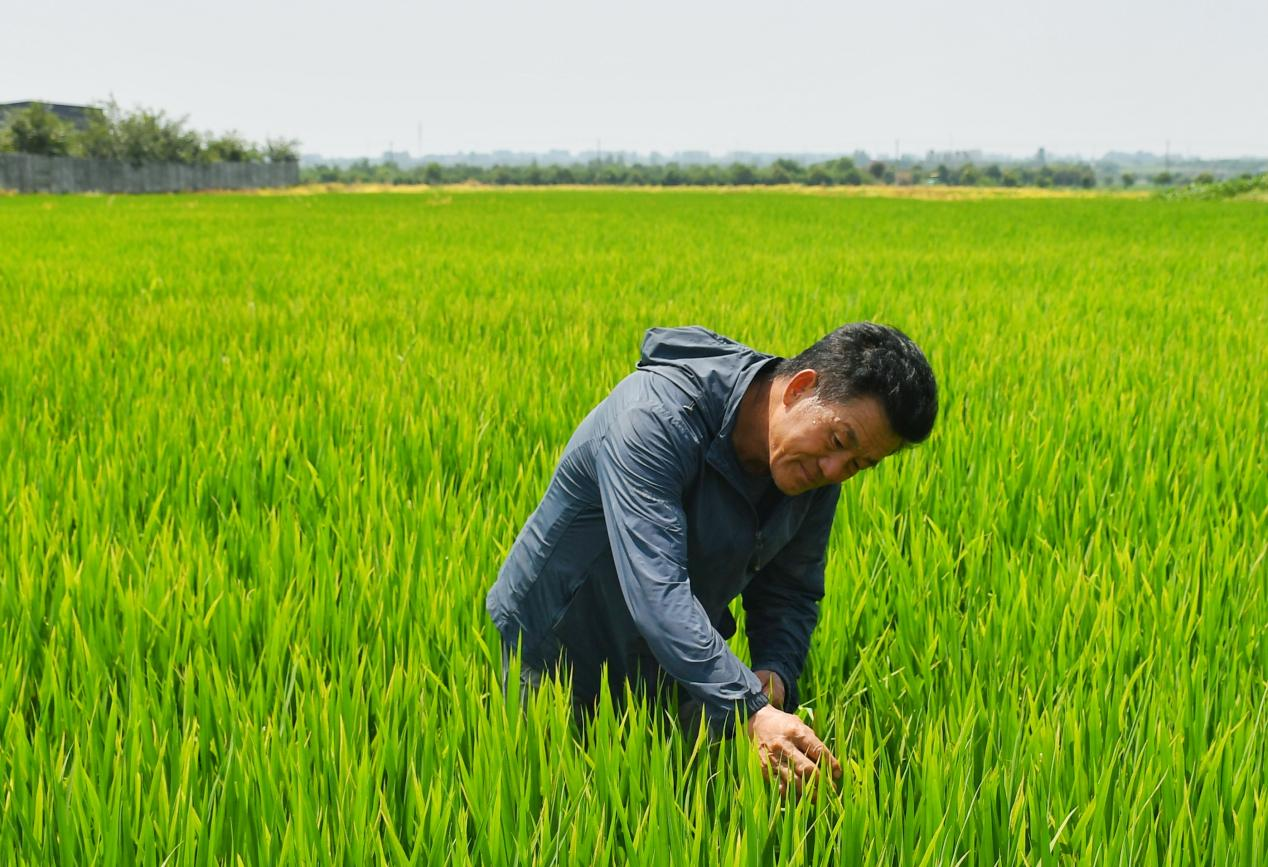 程夕兵在農(nóng)田里檢查水稻種植情況。人民網(wǎng)記者 周坤 攝