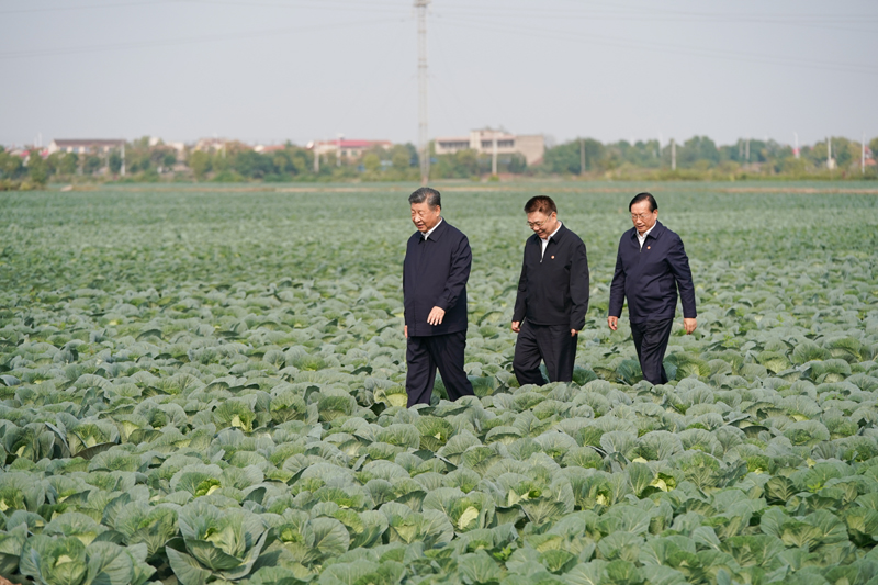 2024年11月5日，習近平總書記在湖北嘉魚潘家灣鎮(zhèn)十里蔬菜長廊考察。