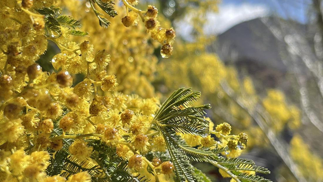 清晨帶著露珠的金合歡花。