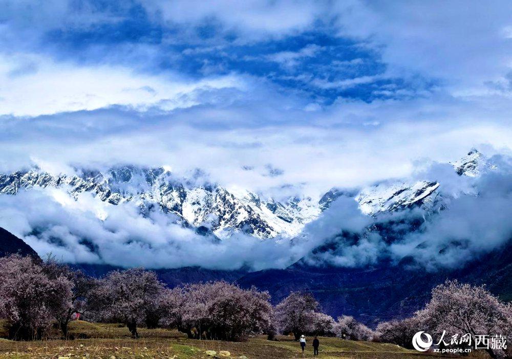 雪山下的桃花。人民網(wǎng) 李海霞攝