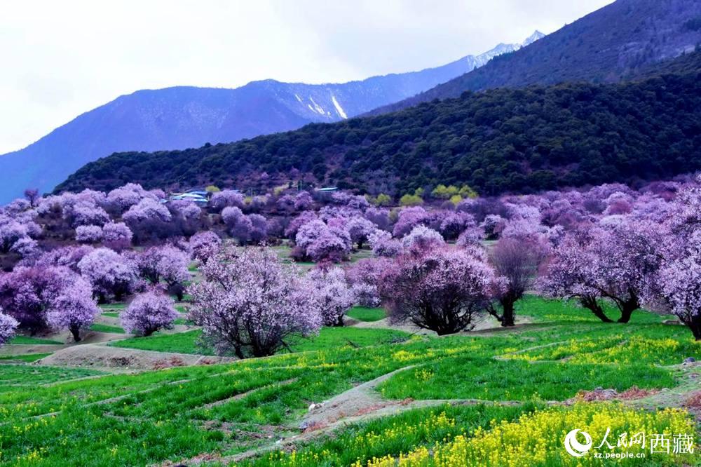 一樹樹野桃花開得正艷。人民網(wǎng) 李海霞攝