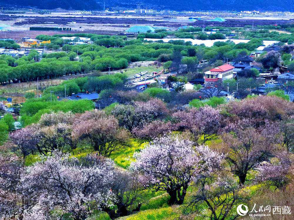 漫山開放的野桃花。人民網(wǎng) 李海霞攝