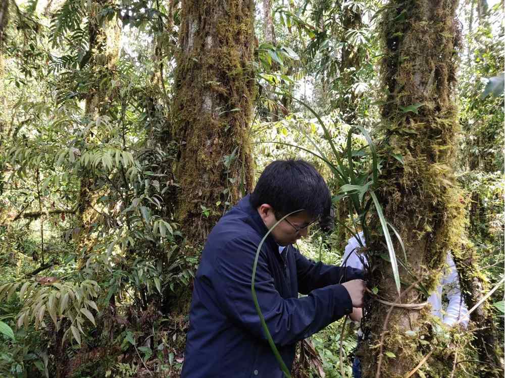 蘭花歸野。圖片由山水自然保護(hù)中心提供