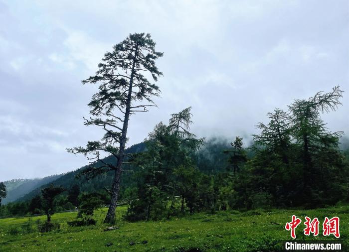 6月10日，魯朗小鎮(zhèn)高山牧場(chǎng)景區(qū)風(fēng)光。　冉文娟 攝