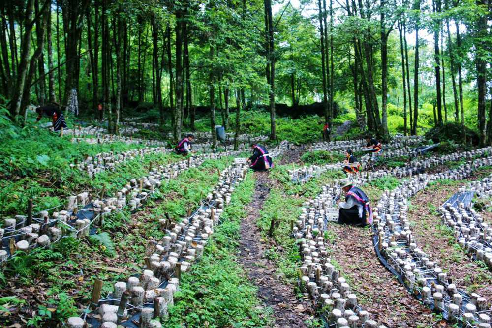 木耳種植基地。次仁央宗攝