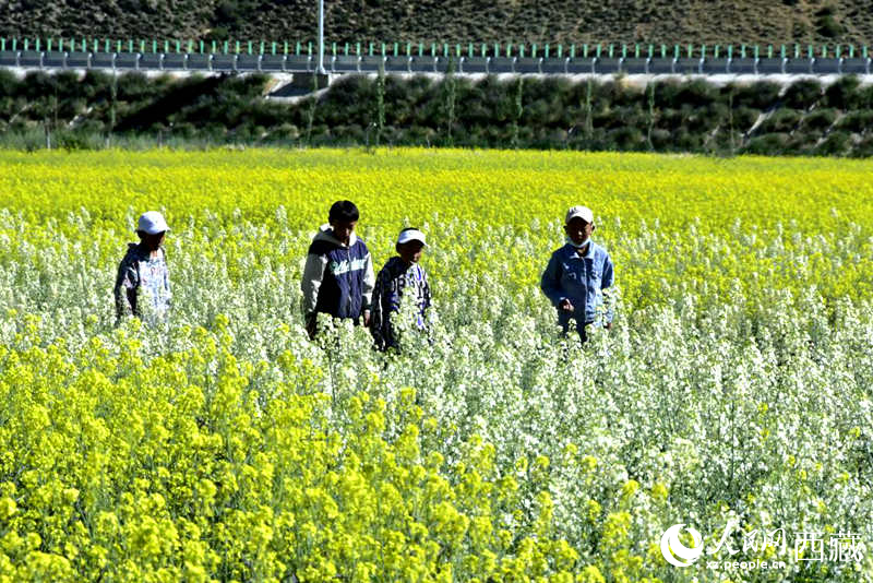 小孩在油菜花田嬉戲。人民網(wǎng) 李海霞攝